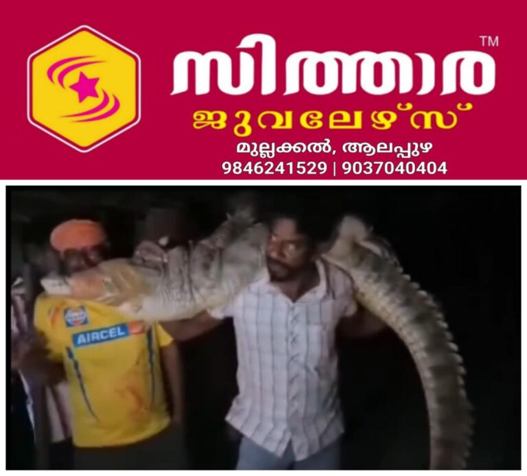 newskerala.net_1760347593_w-1280h-720format-jpgimgid-01k7edxexqrvme1he6b94wy96simgname-man-carrying-an-eight-foot-long-cro