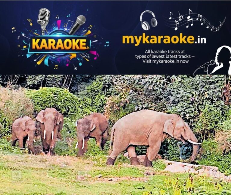 newskerala.net_1760430505_idk-wild-elephant-issue