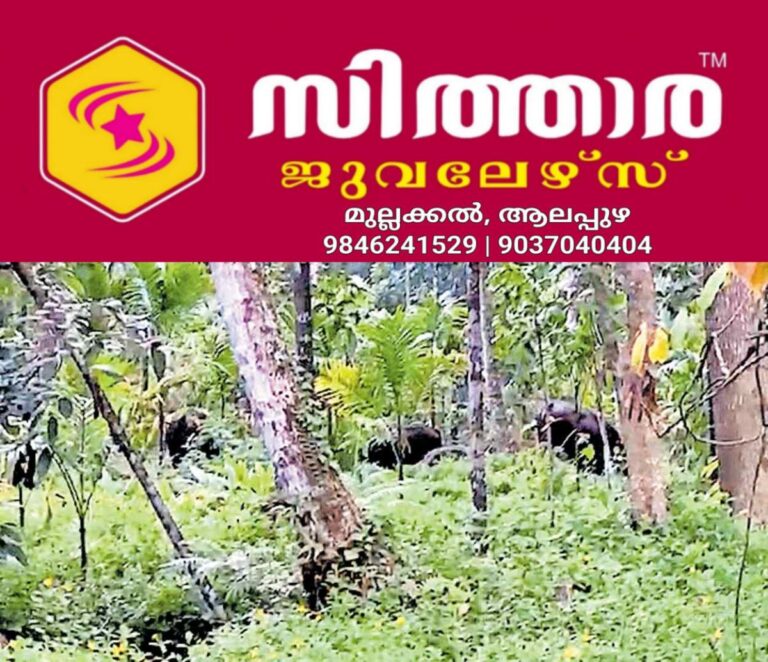newskerala.net_1760431345_chittariparamb-buffello