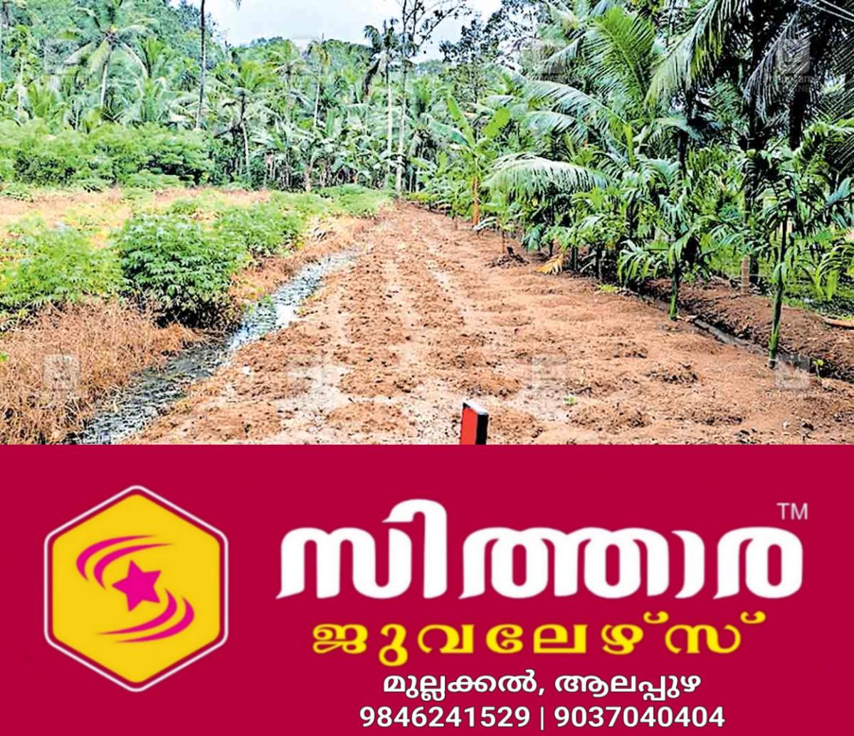 newskerala.net_1760594643_nedumanni-tapioca
