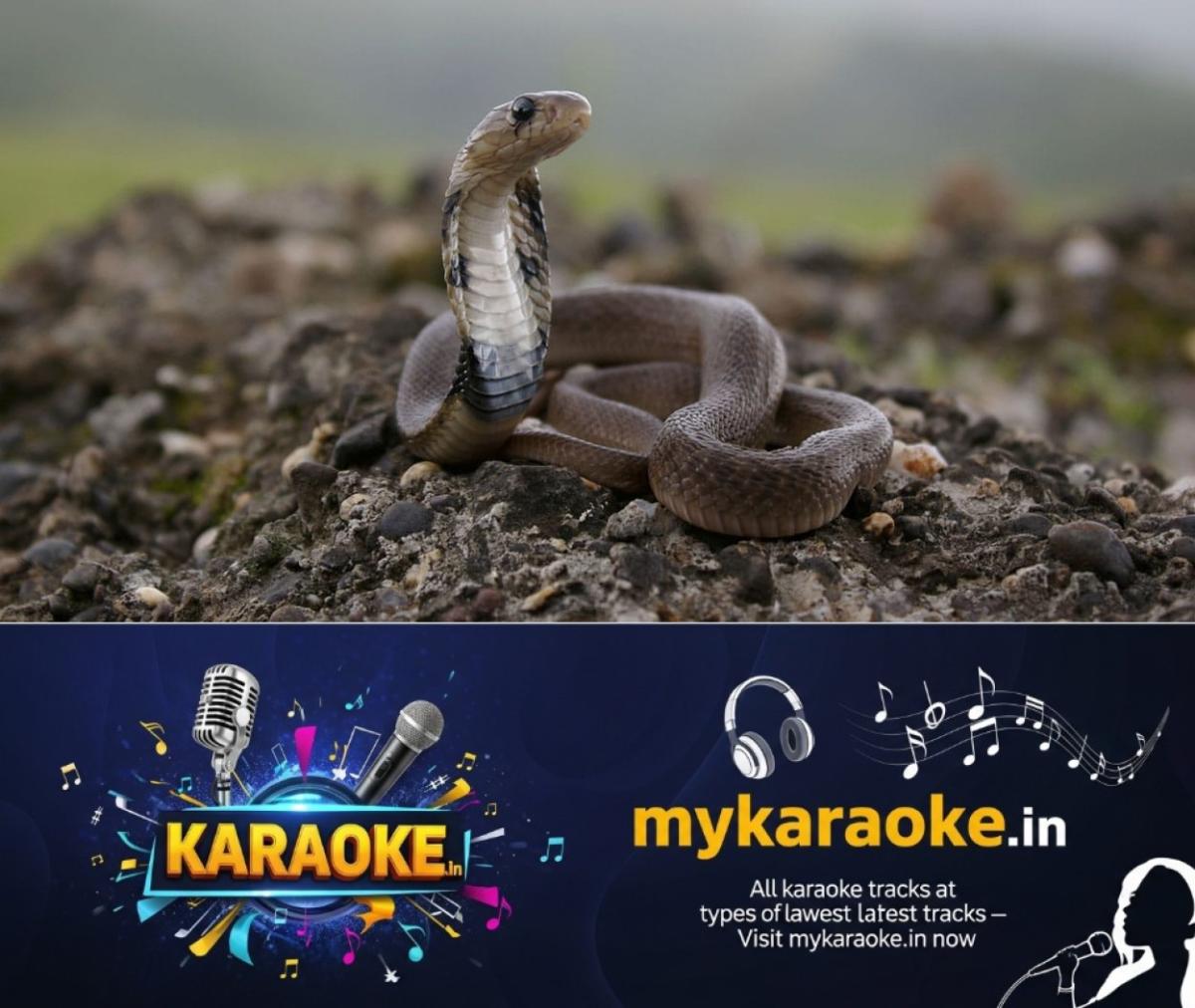 newskerala.net_1760670147_eight-year-old-boy-bites-cobra-snake-to-death-in-chhattisgarh