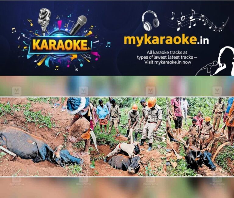 newskerala.net_1760730483_thaliparabhu-bufflo-