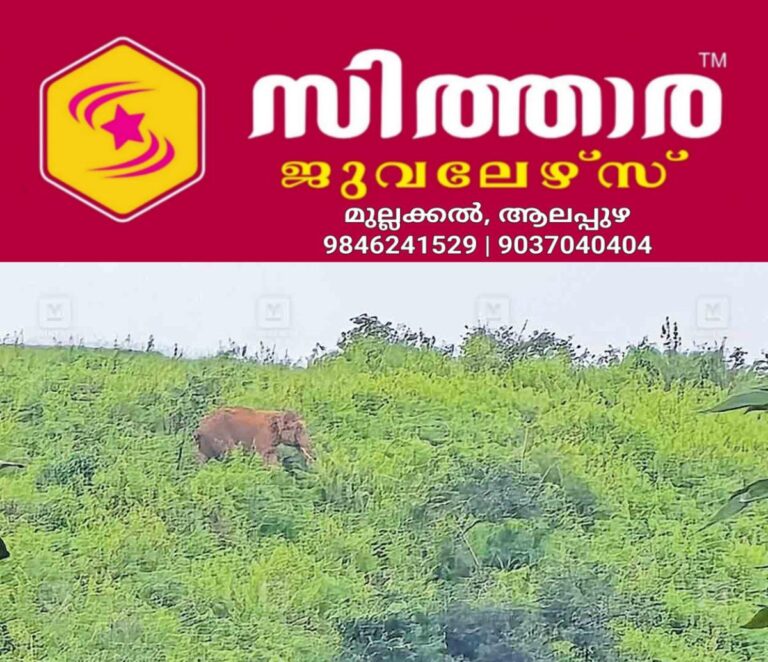 newskerala.net_1760766244_gudallur-elephant