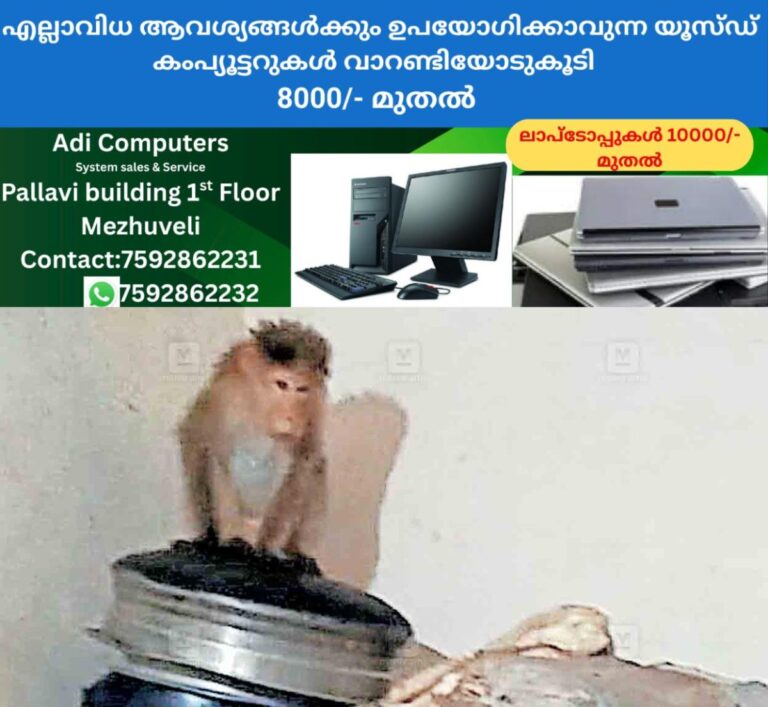 newskerala.net_1760818343_ernakulam-monkey