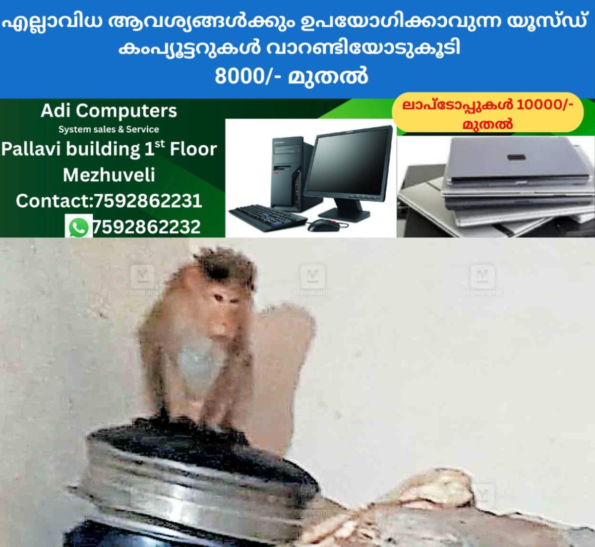 newskerala.net_1760818343_ernakulam-monkey