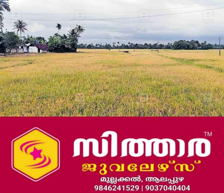 newskerala.net_1760821803_alappuzha-paddy-filed