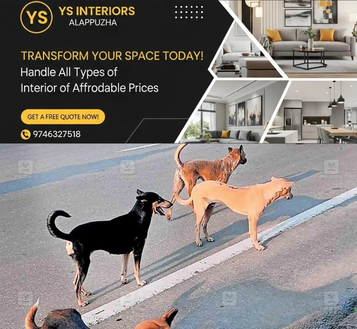 newskerala.net_1760942523_ottappalam-stray-dog-issue