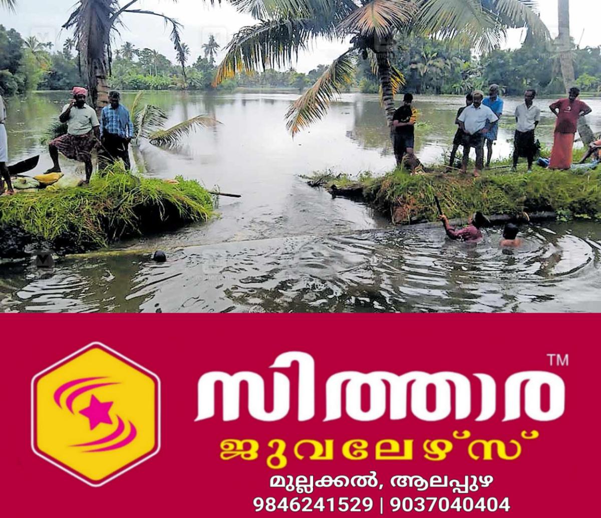 newskerala.net_1760943724_kuttanad-paddy-field-breach