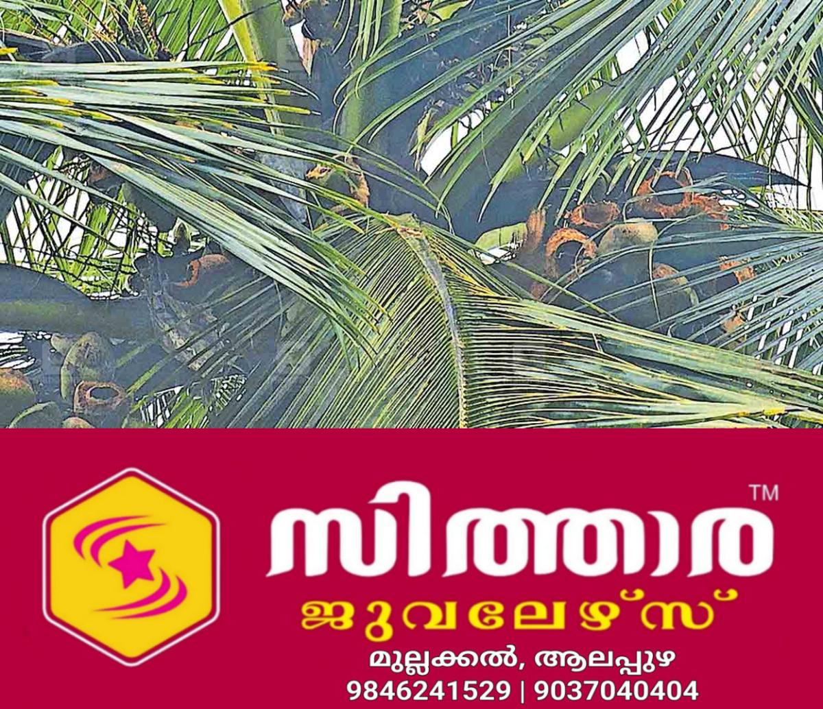 newskerala.net_1760944931_giant-squirrel-coconut-damage