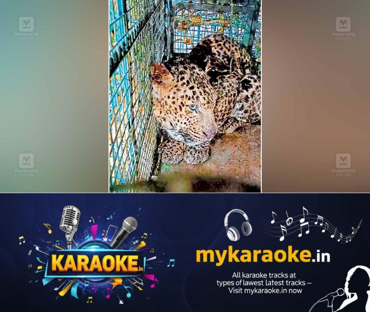 newskerala.net_1760946844_tiger