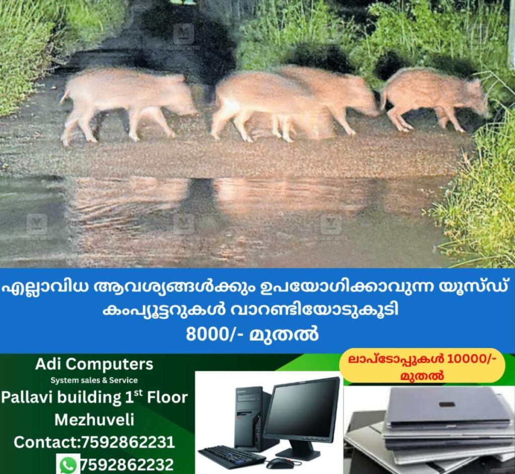 newskerala.net_1761024863_kannur-payyanur-wild-boar-issue