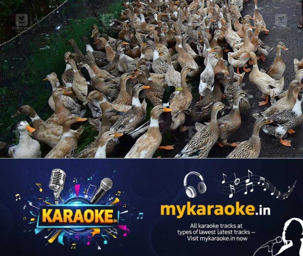 newskerala.net_1761025584_ducks-1