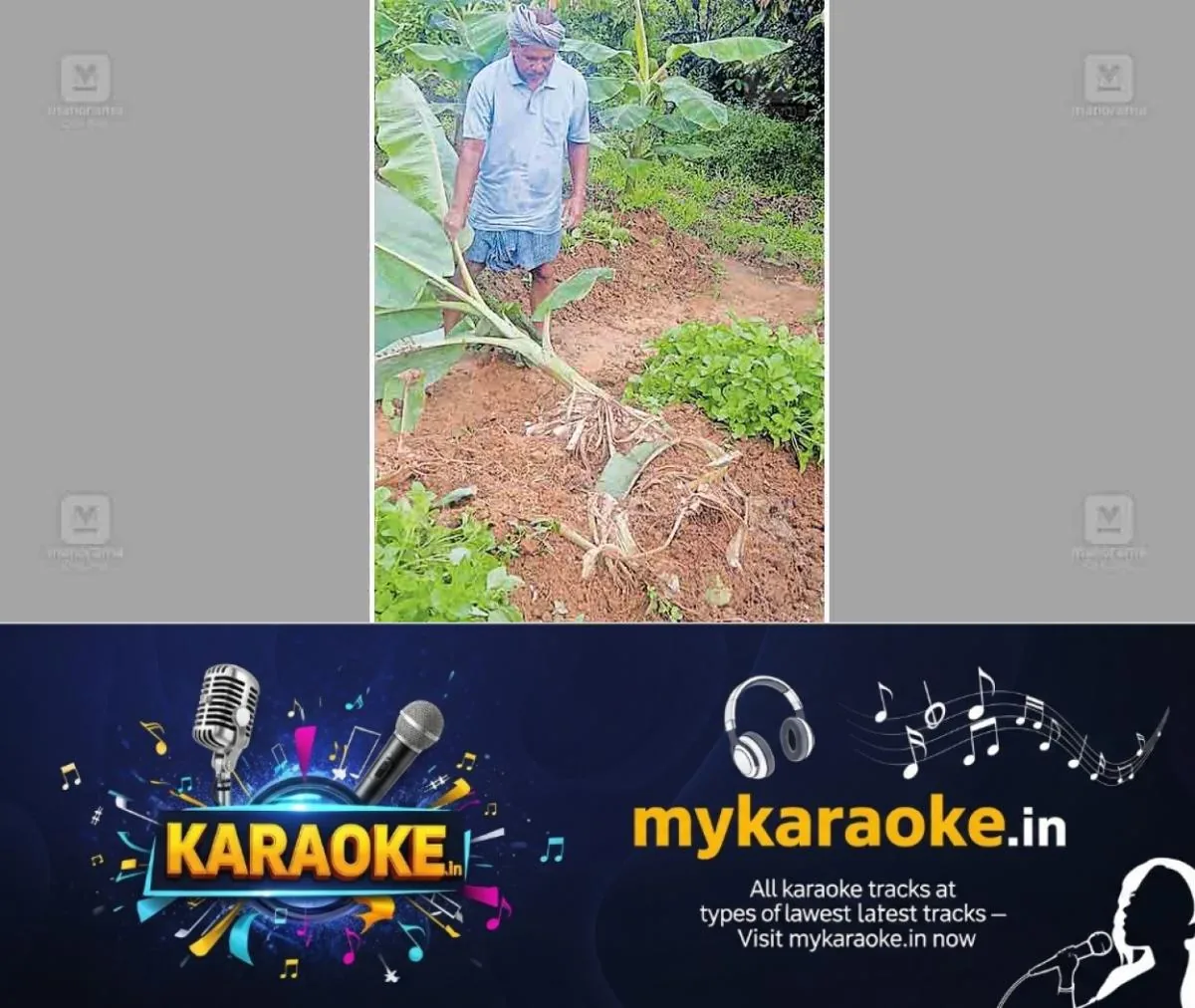 newskerala.net_1761030503_angamaly-wild-animal-issue