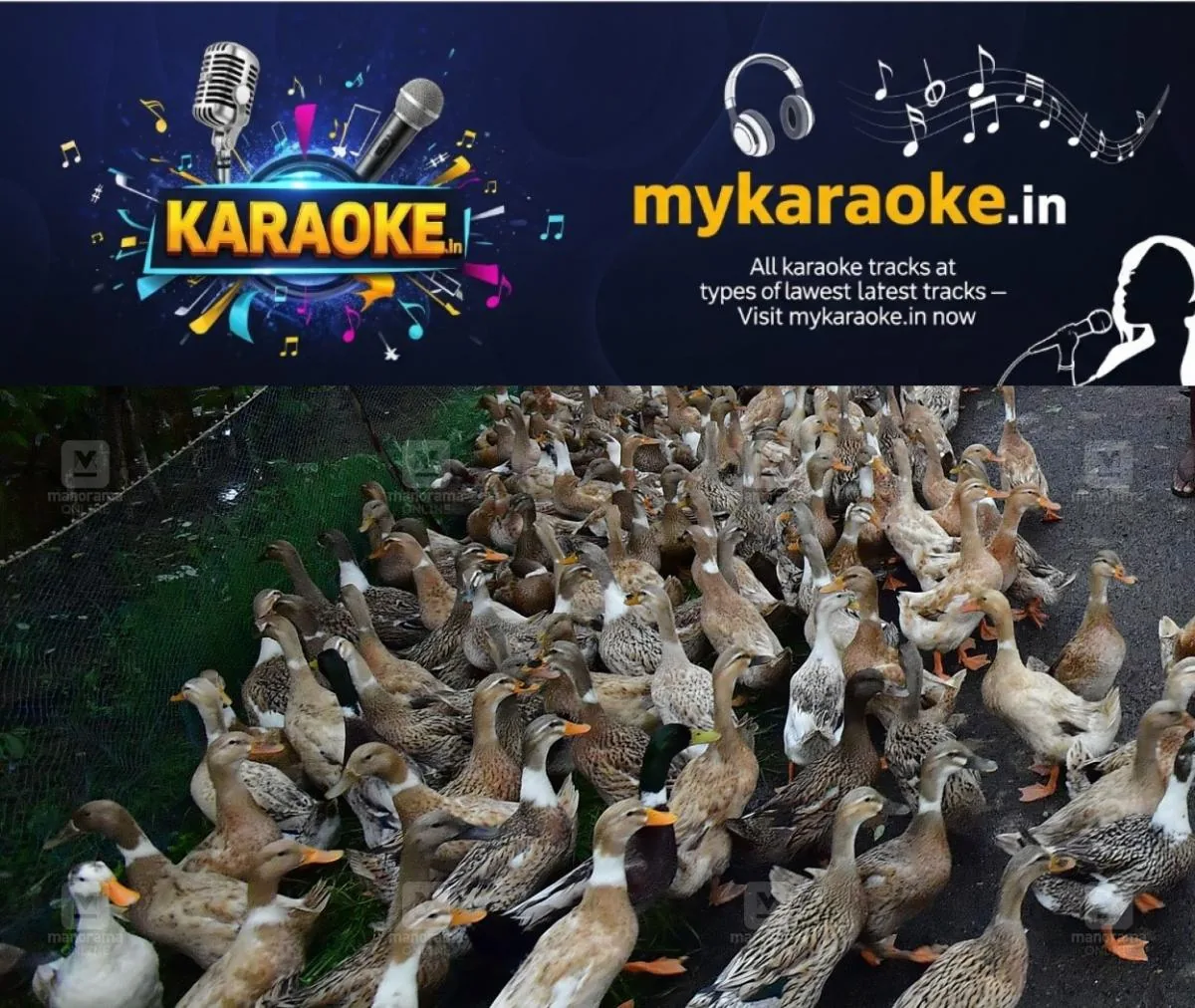 newskerala.net_1761107783_ducks-1