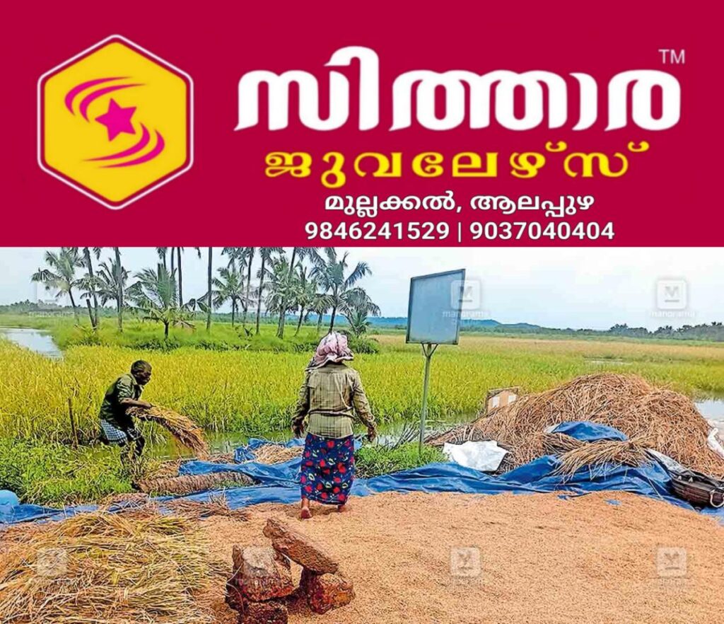 newskerala.net_1761119543_pazhayangadi-harvest