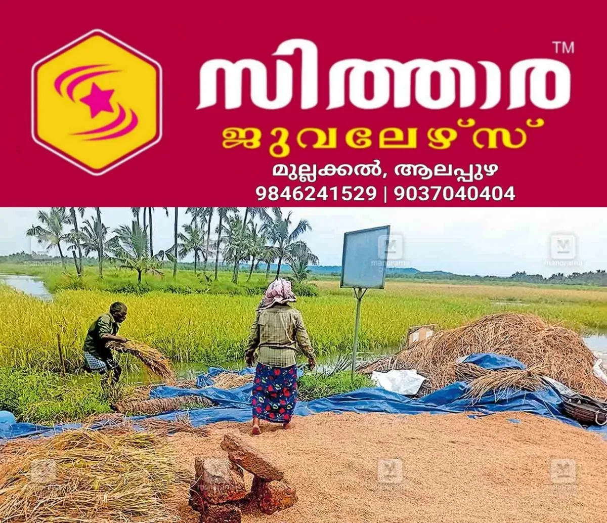 newskerala.net_1761119543_pazhayangadi-harvest