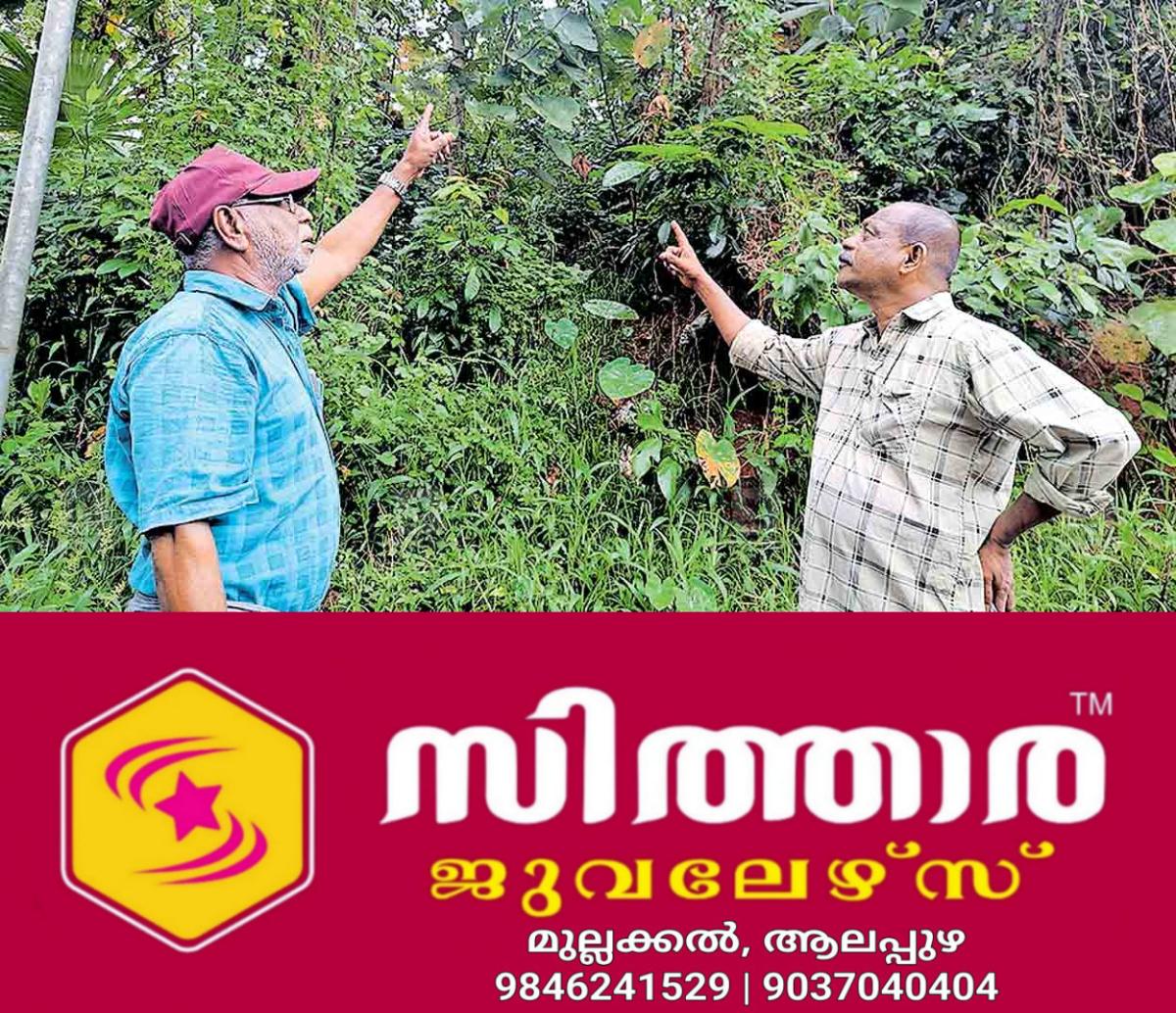 newskerala.net_1761120746_road-side-forest