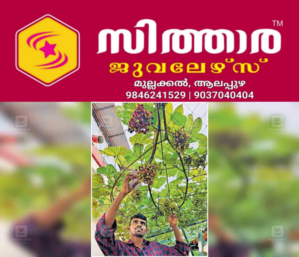 newskerala.net_1761194770_thrissur-cambodian-grapes-cultivation-rithul