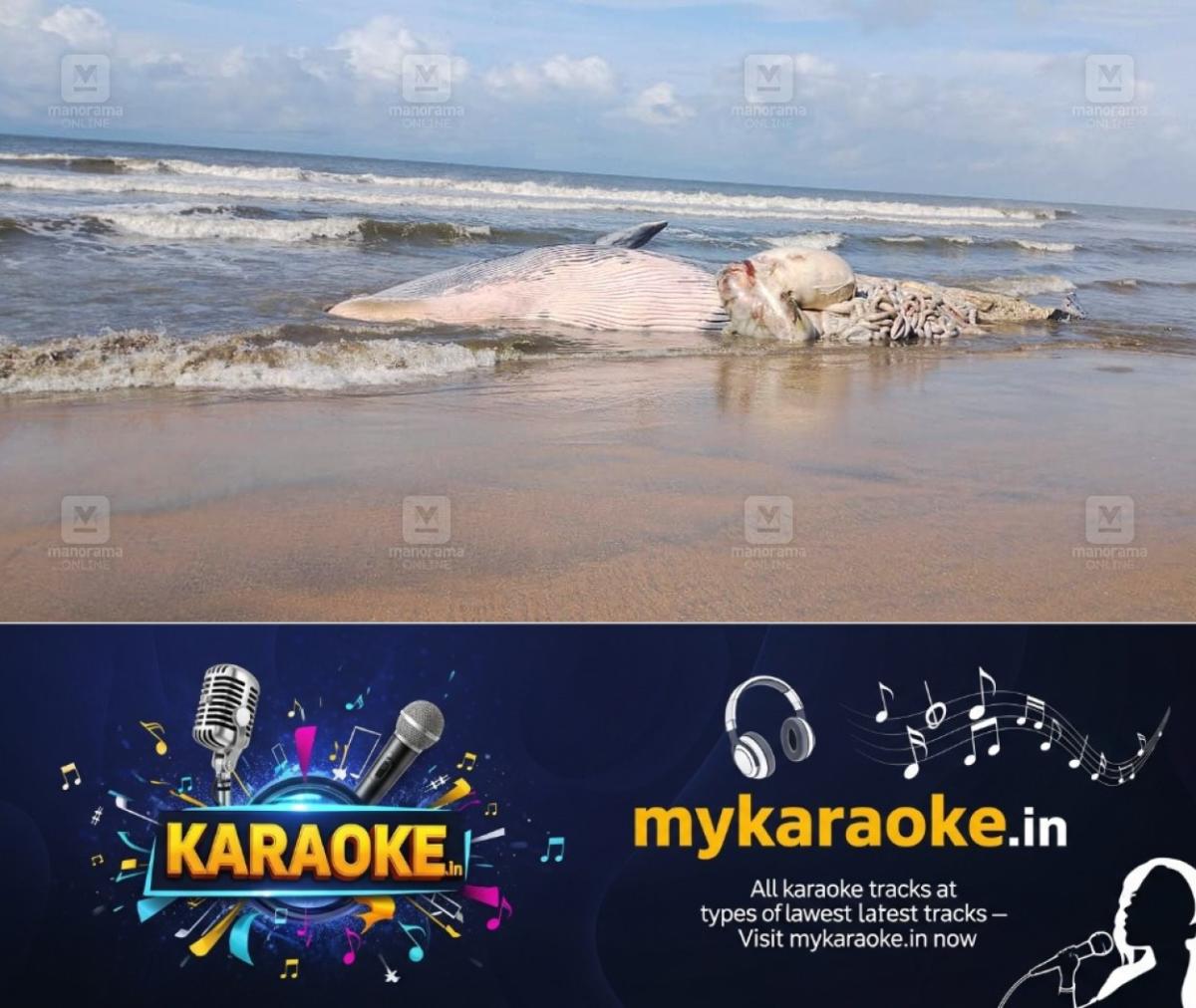 newskerala.net_1761207861_whale-carcass-azhikode