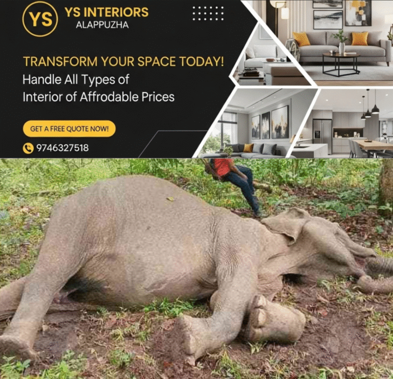 newskerala.net_1761542643_w-1280h-720format-jpgimgid-01k8j19scmcg0vg356128bdd7jimgname-elephant-1761541940628
