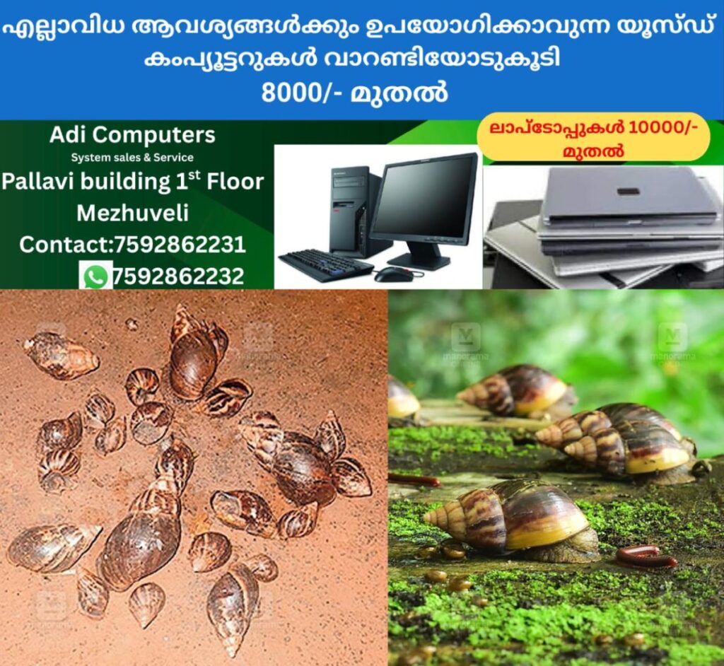 newskerala.net_1761546183_african-snails-palakkad-1