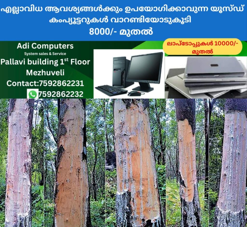 newskerala.net_1761550334_1761550215_wild-elephant-attack