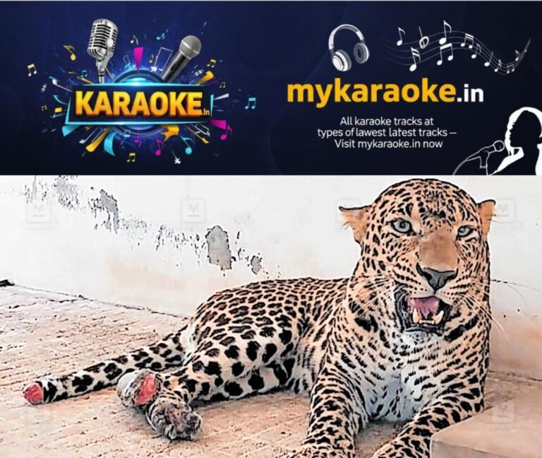 newskerala.net_1761597123_leopard