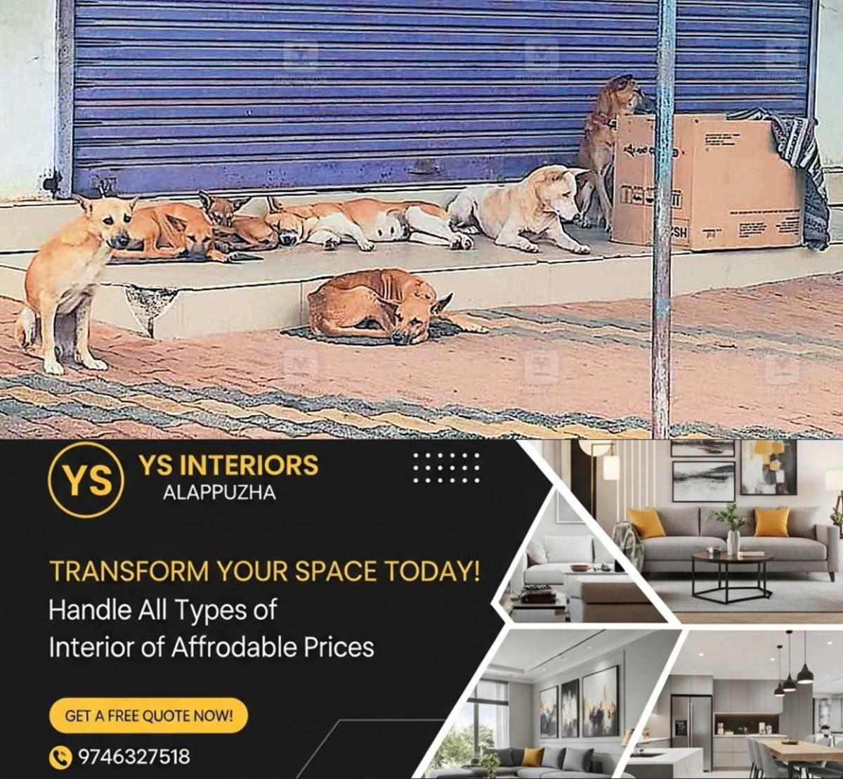 newskerala.net_1761720265_1761720141_stray-dogs