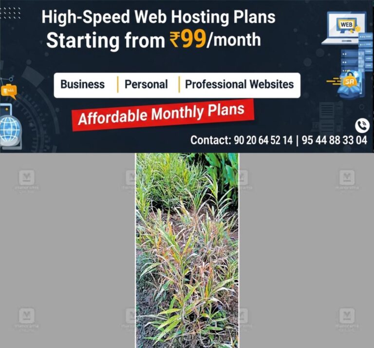 newskerala.net_1761730454_ginger-farming