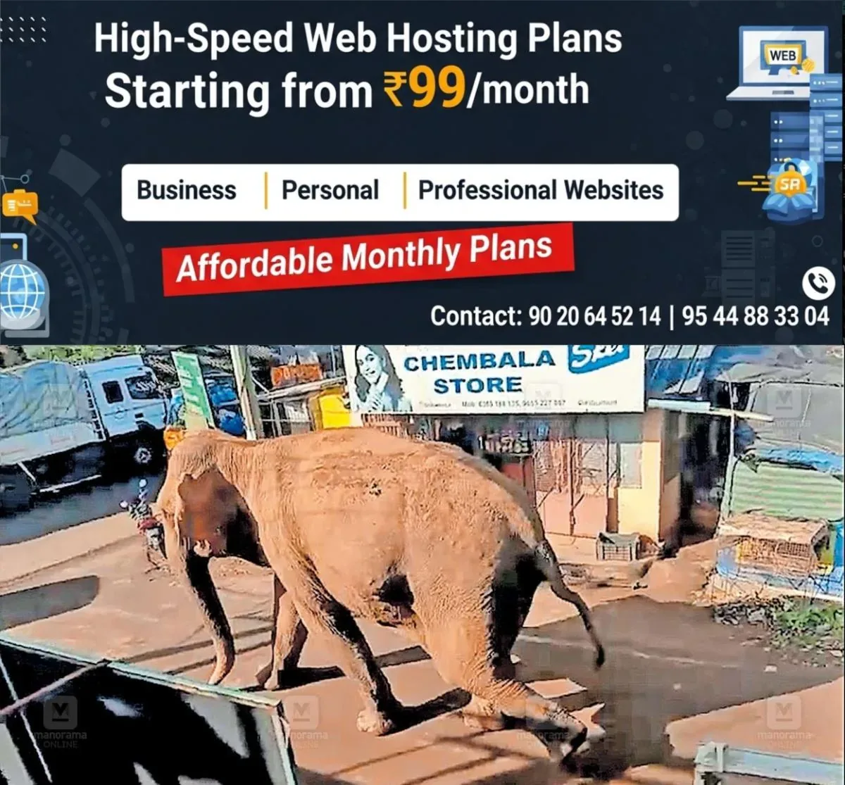 newskerala.net_1761896310_1761896177_wild-elephant