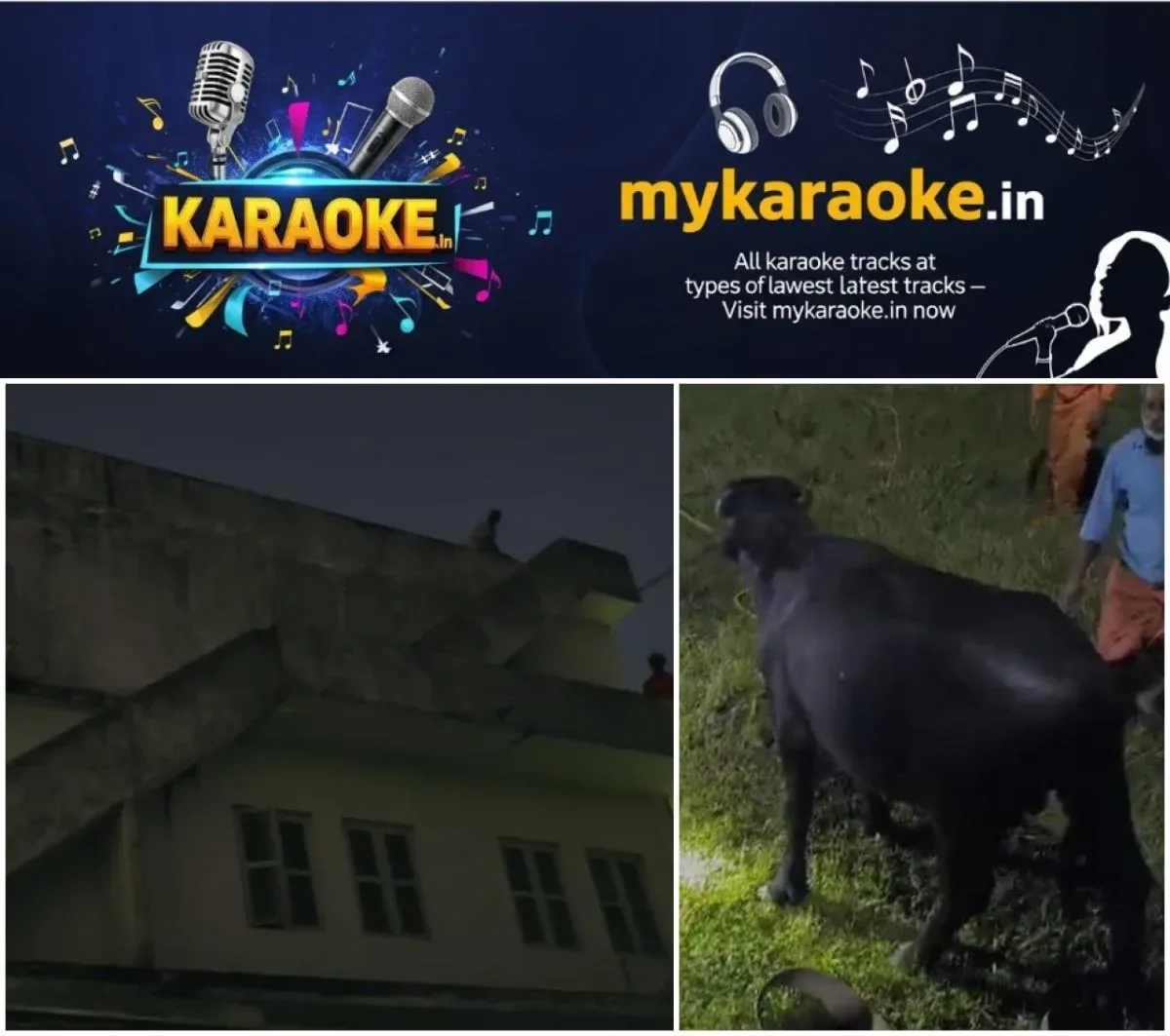 newskerala.net_1761930386_w-1280h-720format-jpgimgid-01k8xdd0n5w1z8t054e4txm2kzimgname-buffalo-1761923728037