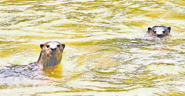 otters.jpg