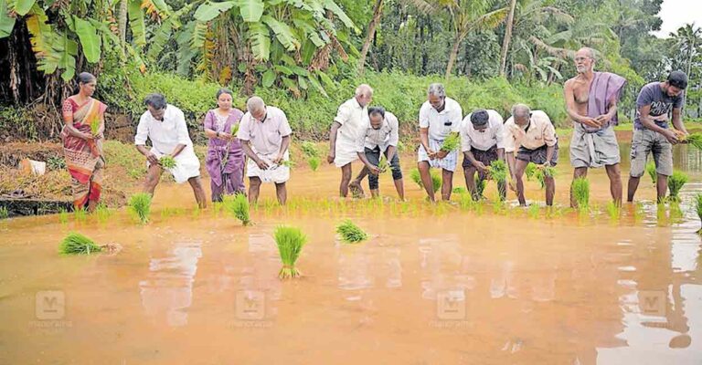 paddy-fields-inaugration.jpg