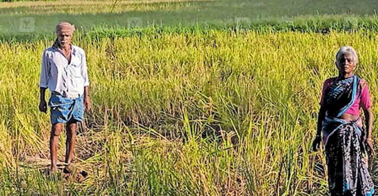 palakkasd-wild-elephant-attack-paddy-crop-damage.jpg