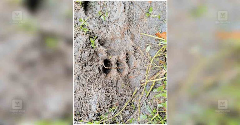 pathanamthitta-tiger-foot-print.jpg
