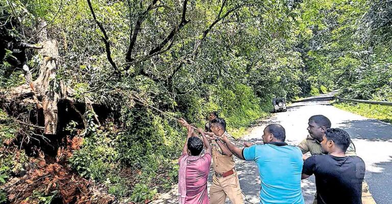 pathanamthitta-tree-cutting.jpg
