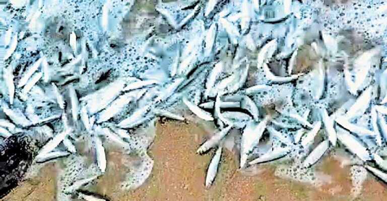 payyambalm-fish.jpg