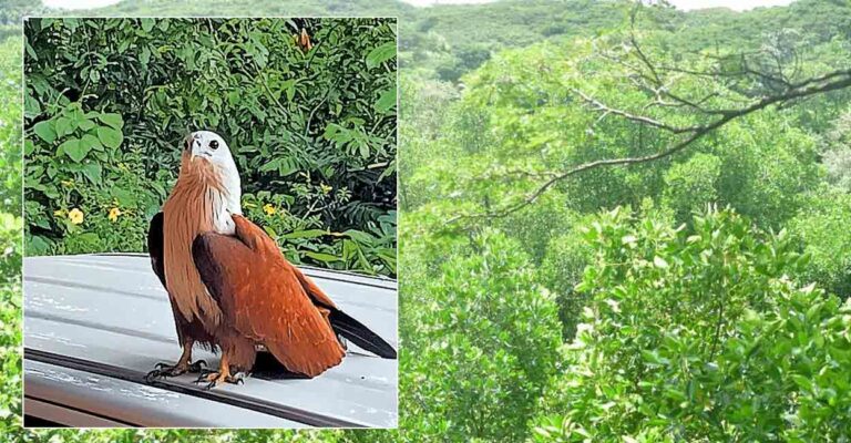 pta-eagle.jpg