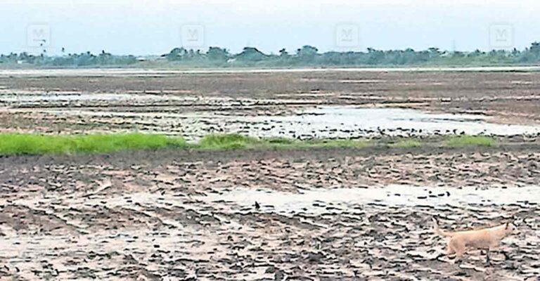 punchakrishi-paddyfields.jpg