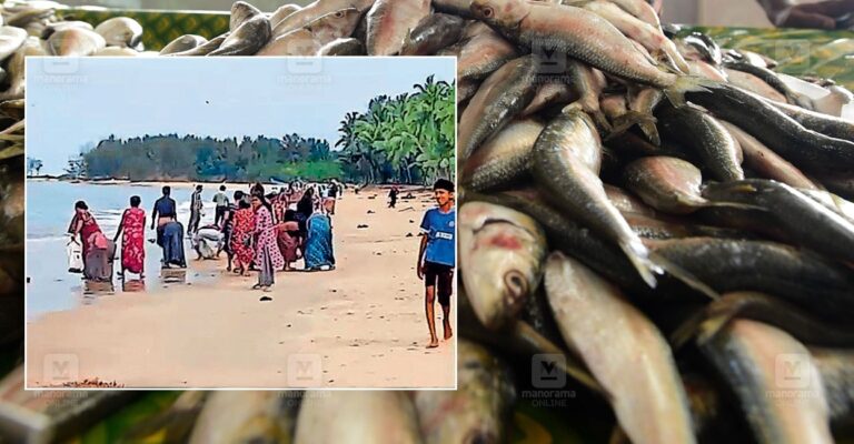 sardine-abundance-valiyaparamba-1.jpg