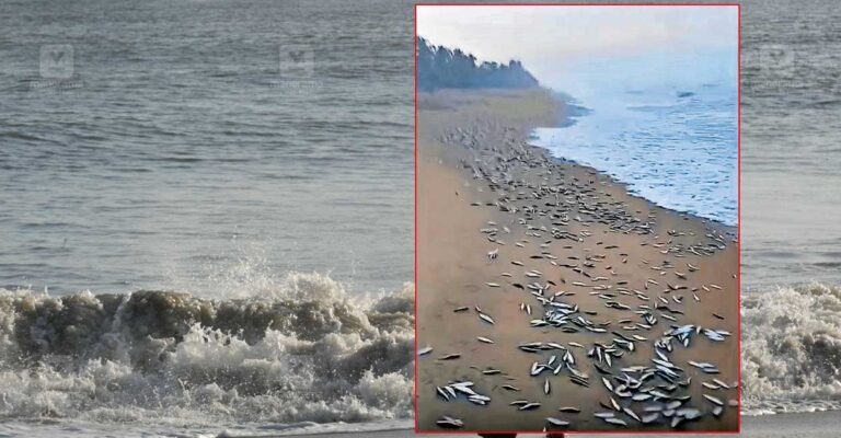 sardines-wash-ashore-nileshwaram.jpg