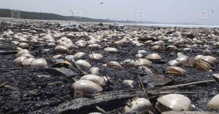 sea-shell-tvm.jpg