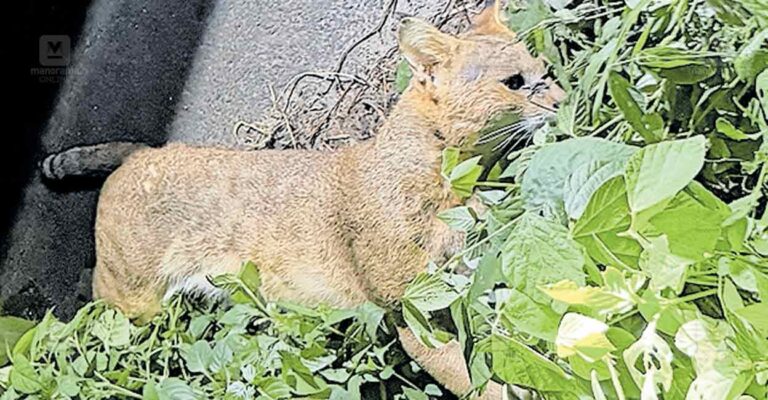 seethathodu-wild-cat-death.jpg