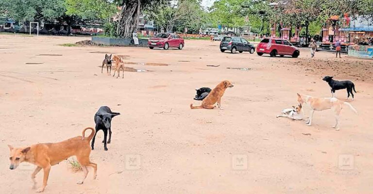 stray-dog-threat-sharkara-temple.jpg