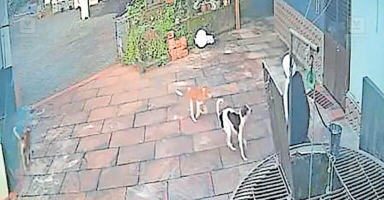 student-escapes-dog-attack.jpg