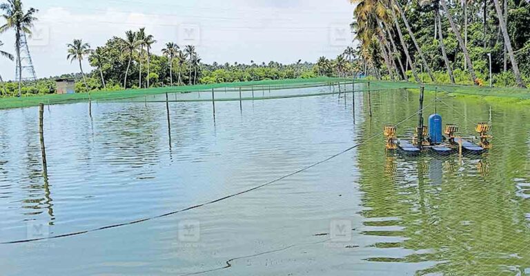 thrissur-prowns-farming.jpg