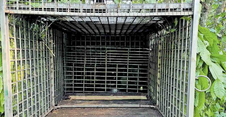 tiger-nest-trap.jpg