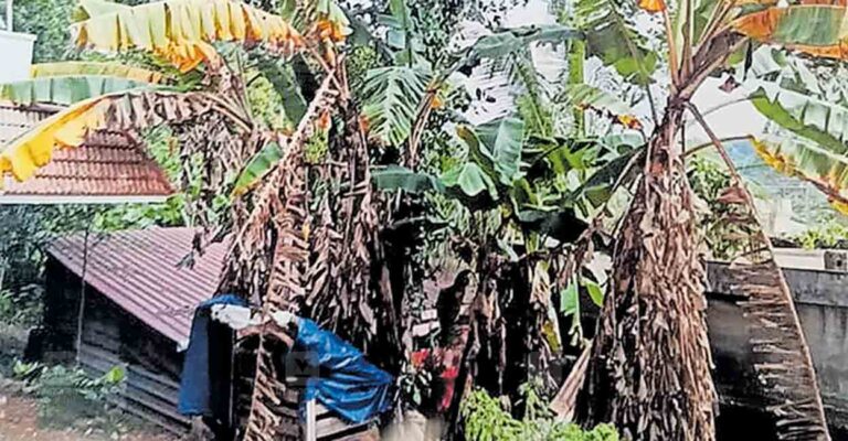 trivandrum-banana-farming.jpg