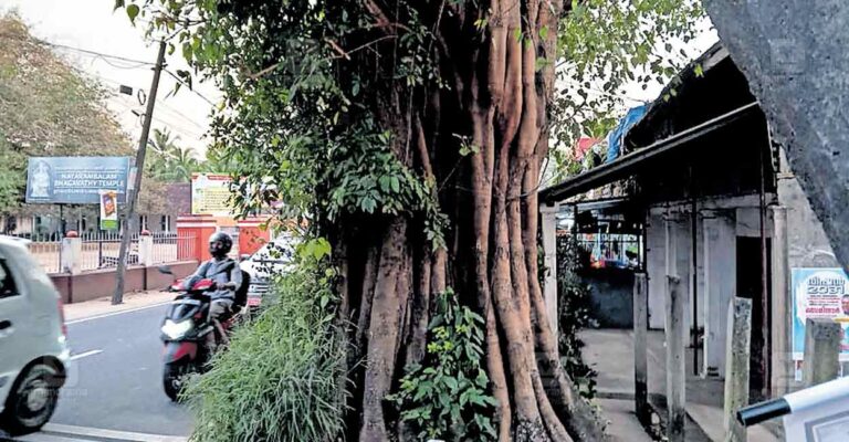 vypin-baniyan-tree.jpg