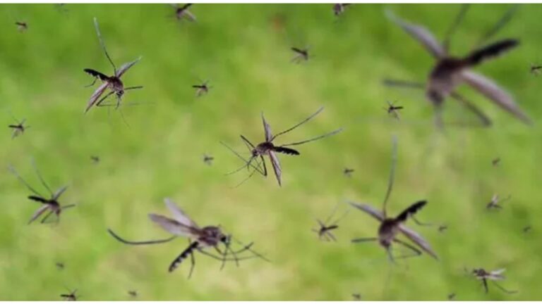 w-1280h-720format-jpgimgid-01jps3kqtm9x0m6ctgj95mdjz0imgname-mosquitoes.jpg